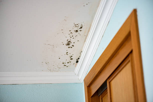 Best Mold Testing  in Telford, PA