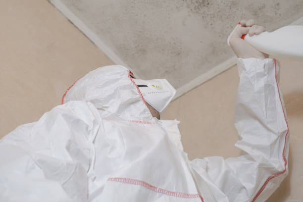 Mold Removal Process in Telford, PA