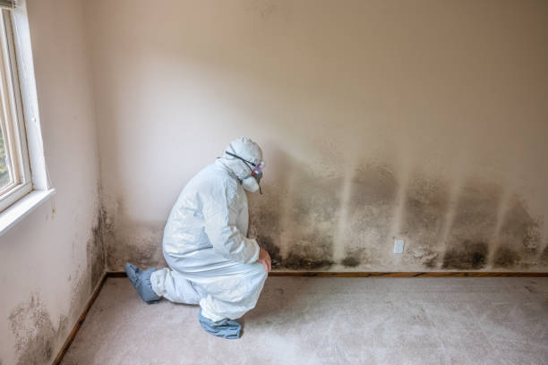 Best Certified Mold Removal  in Telford, PA