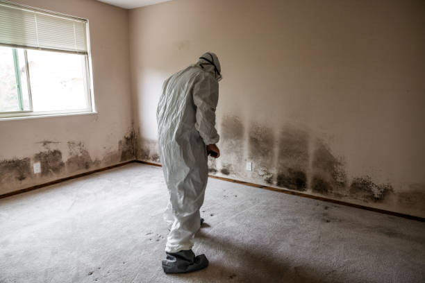 Best Toxic Mold Removal  in Telford, PA