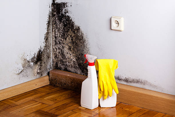Best Affordable Mold Removal  in Telford, PA