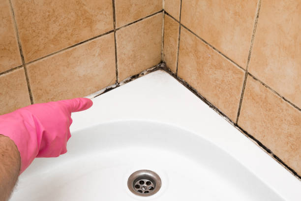 Best Mold Cleaning Services  in Telford, PA